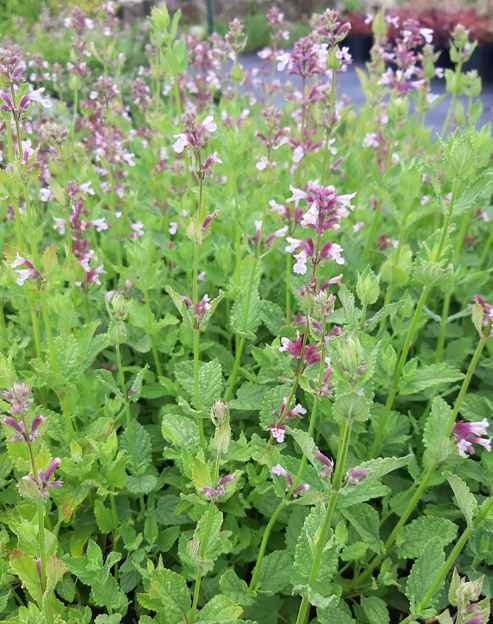 Nepeta grandiflora `Dawn to Dusk`